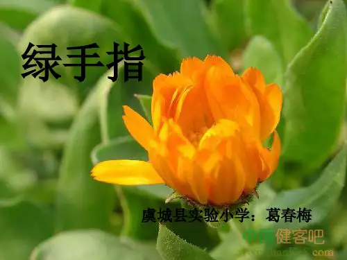 三年级下册语文《6.绿手指》 西南师大版
