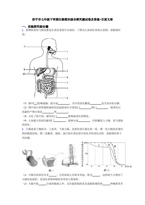 济宁市七年级下学期生物期末综合探究题试卷及答案-百度文库