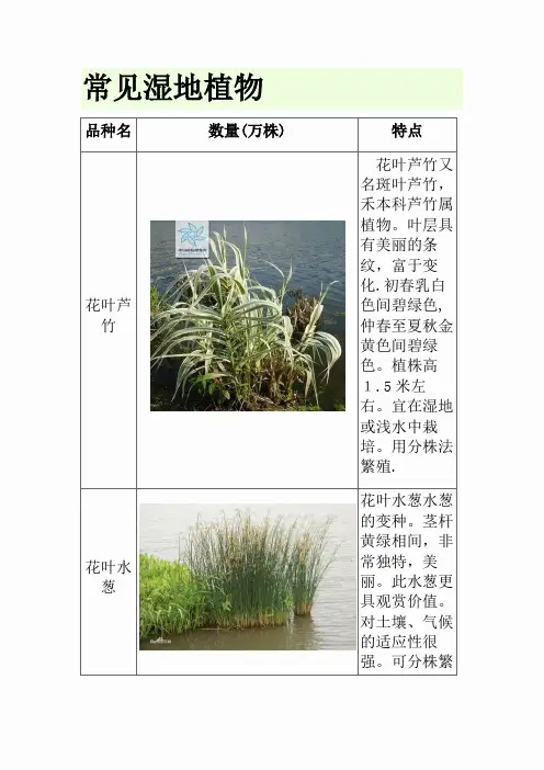 常见湿地植物[1]
