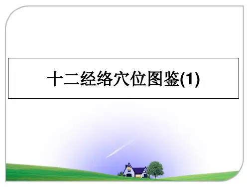 最新十二经络穴位图鉴(1)教学讲义PPT