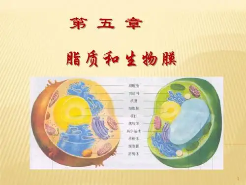 生物化学ppt课件