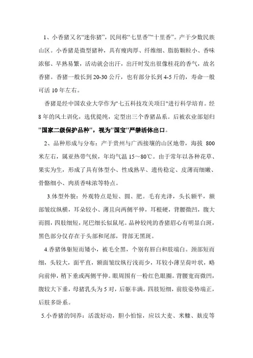 小香猪