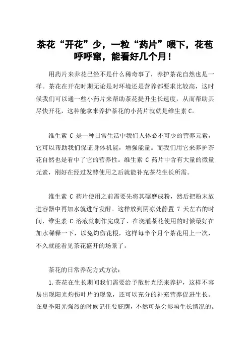 茶花“开花”少,一粒“药片”喂下,花苞呼呼窜,能看好几个月!