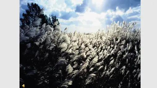 青铜葵花阅读交流PPT课件