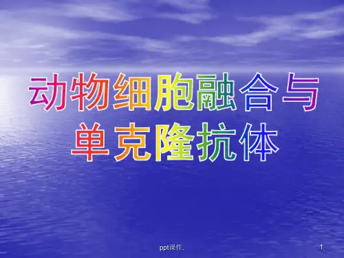 动物细胞融合和单克隆抗体公开课ppt课件