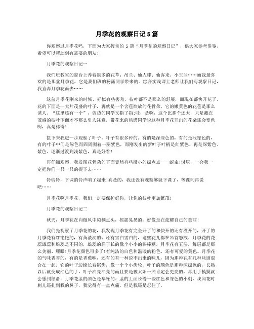 月季花的观察日记5篇