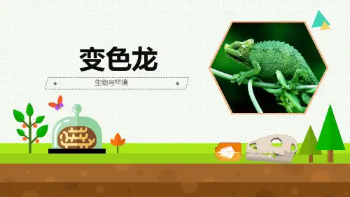 最新青岛版科学六年级上册《变色龙》优质课件
