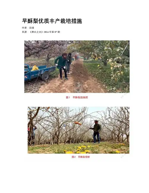 早酥梨优质丰产栽培措施