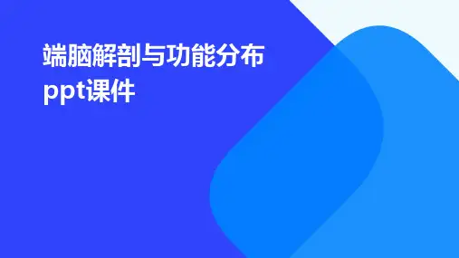 端脑解剖与功能分布ppt课件