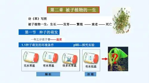 生物人教版七年级上册复习课《被子植物的一生》课件