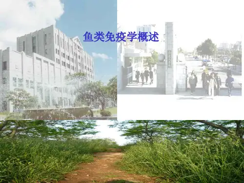 鱼类免疫学概述-精品文档