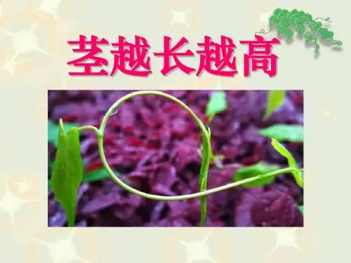 《茎越长越高》植物的生长变化PPT课件3 (共18张PPT)