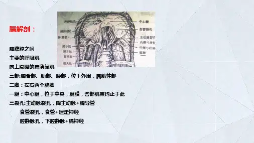 233医学影像学膈膨升