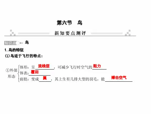 最新人教版八年级上册生物 第一章 动物的主要类群 第六节 鸟