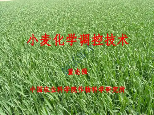 小麦化学调控技术--董志强.pdf