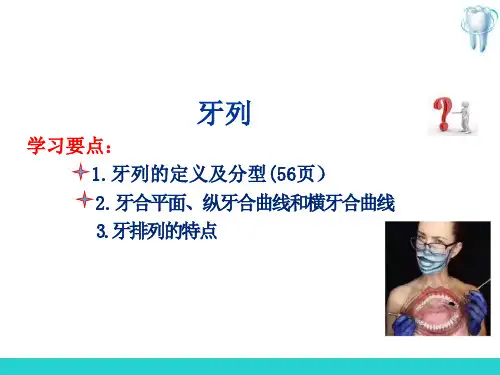 牙列、牙合与颌位(口腔解剖生理学)