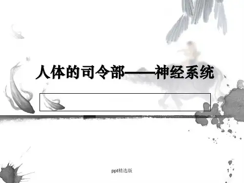 神经系统——人体的司令部ppt课件