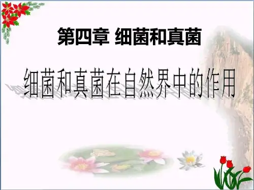 《细菌和真菌在自然界中的作用》细菌和真菌4PPT课件 图文