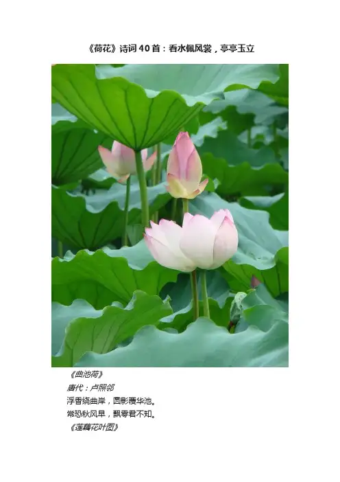 《荷花》诗词40首：看水佩风裳，亭亭玉立
