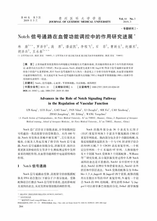 Notch信号通路在血管功能调控中的作用研究进展