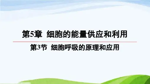 第五章第3节细胞呼吸的原理和应用高中生物必修一人教版