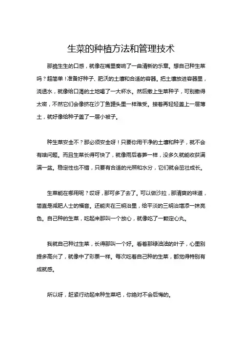 生菜的种植方法和管理技术