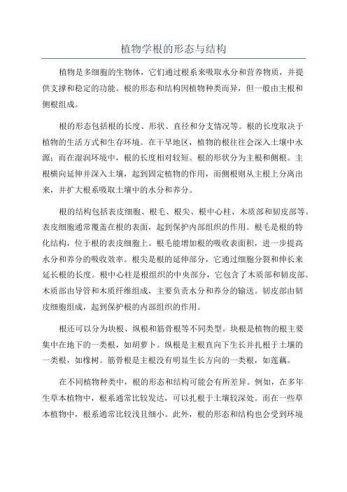 植物学根的形态与结构