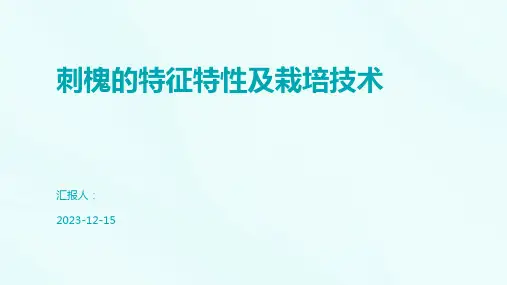 刺槐的特征特性及栽培技术