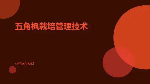 五角枫栽培管理技术
