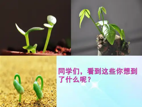 四年级下册科学第二单元复习课件｜教科版(共17张PPT)
