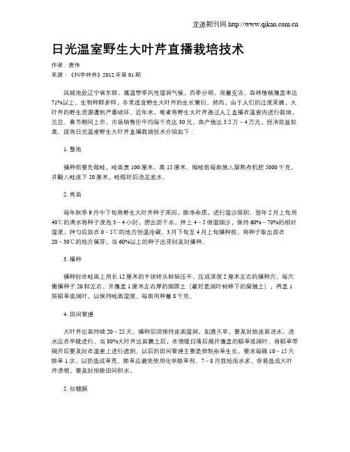 日光温室野生大叶芹直播栽培技术