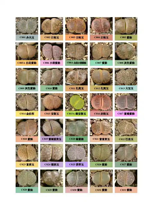 生石花图例