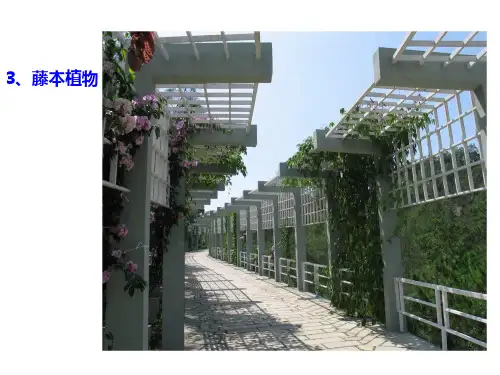 常见园林植物的识别与应用(1)PPT课件