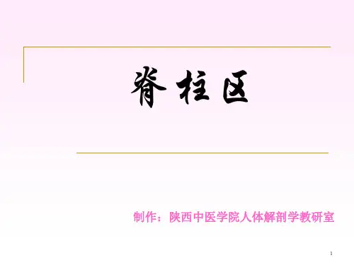 脊柱区解剖图(课堂PPT)