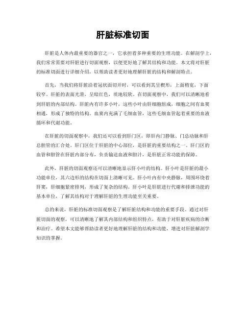 肝脏标准切面