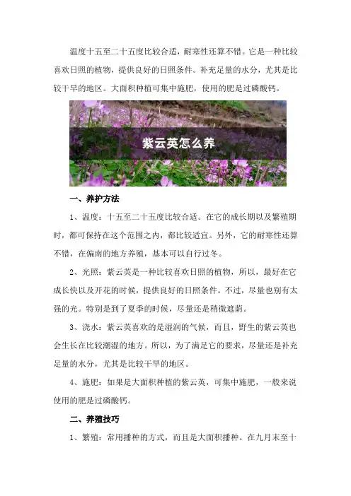 紫云英怎么养