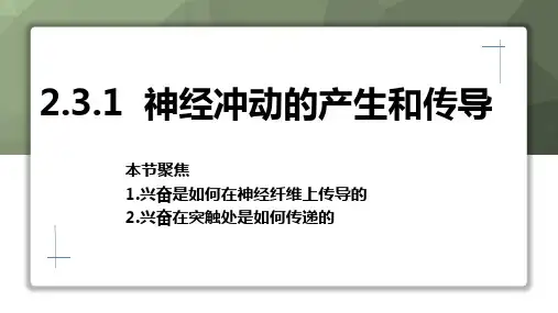 神经冲动的产生和传导ppt课件