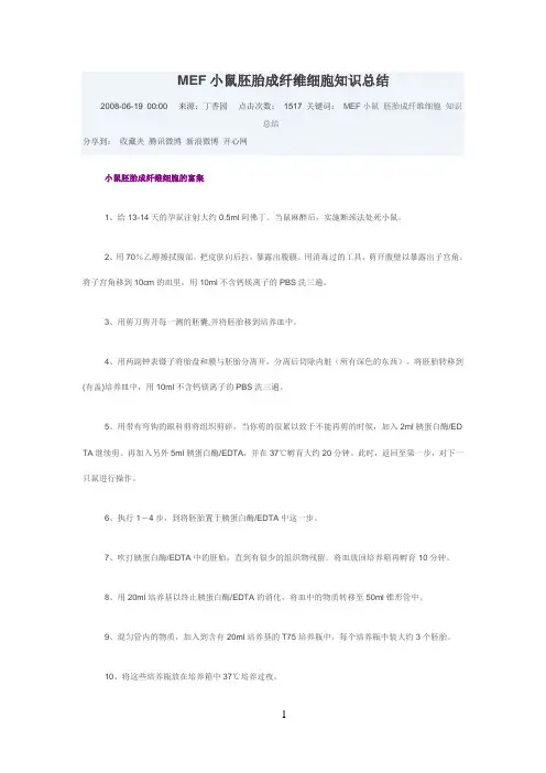 MEF小鼠胚胎成纤维细胞知识总结