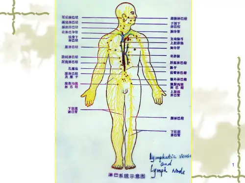动物生理学ppt课件第8章人体的免疫机能
