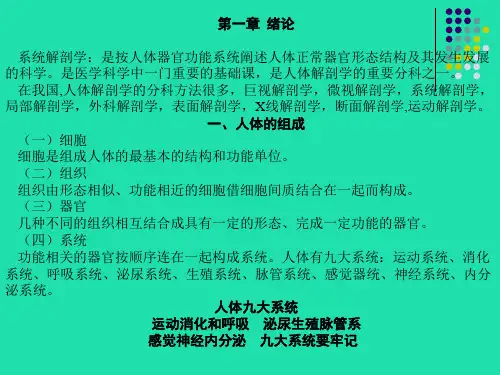 人体解剖学-全---副本课件