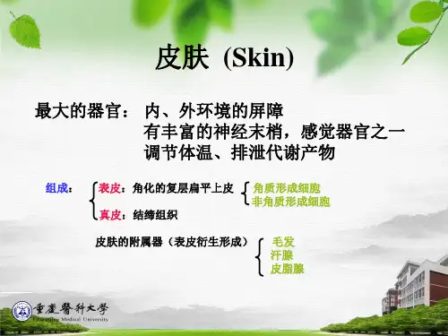 皮肤组织胚胎学PPT课件