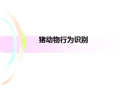 猪动物行为识别
