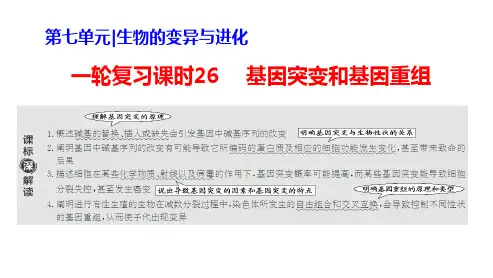 高三生物一轮复习课件  基因突变和基因重组