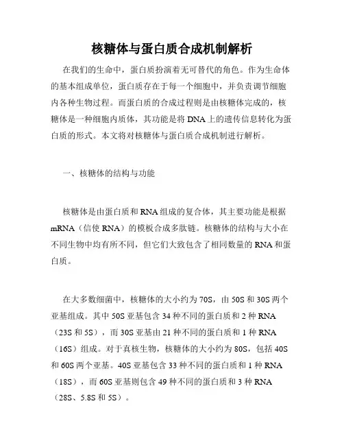 核糖体与蛋白质合成机制解析