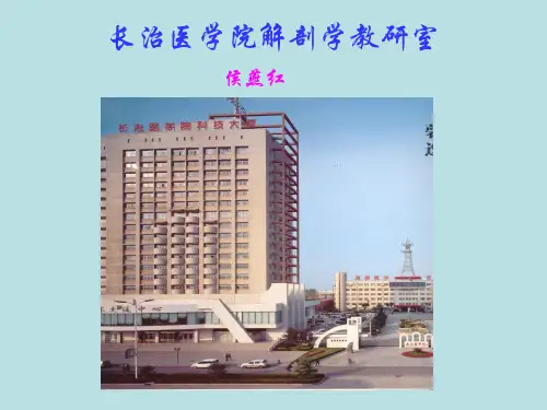 淋巴系统 人体解剖学