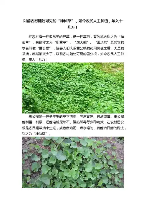 以前农村随处可见的“神仙草”，如今农民人工种植，年入十几万！