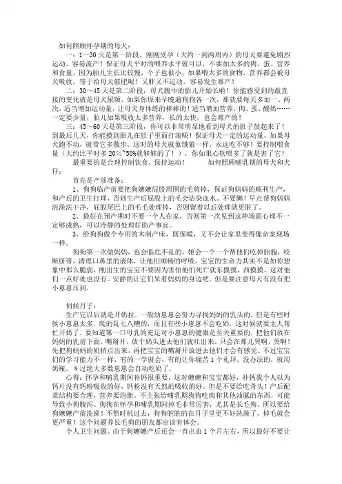 狗狗怀孕