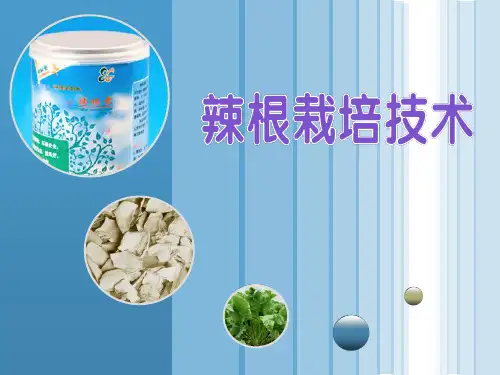 辣根栽培技术要点
