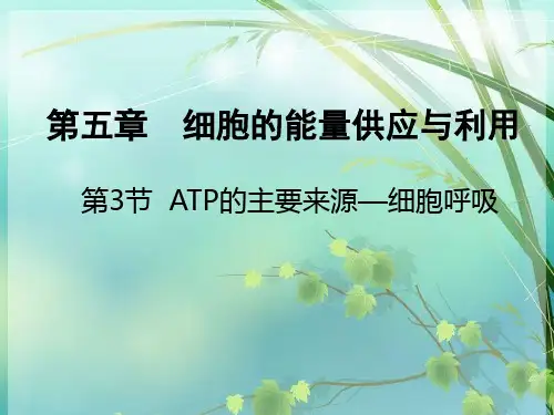高中生物第二课时 有氧呼吸和无氧呼吸 PPT课件 图文