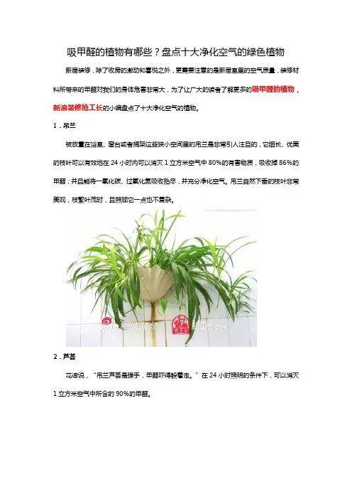 吸甲醛的植物有哪些？盘点十大净化空气的绿色植物